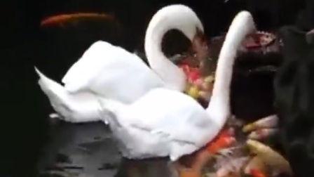 与鸭共舞在线高清观看,高清视觉盛宴，共赴自然和谐之旅  第1张