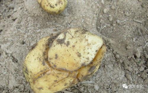 裂缝在线观看土豆,土豆独家首播，揭秘神秘裂痕背后的真相  第2张